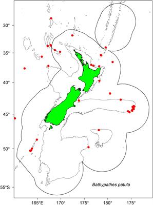 Ageing Deep-Sea Black Coral Bathypathes patula